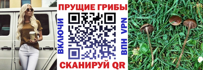 Псилоцибиновые грибы прущие грибы  Купить закладки  Полысаево 